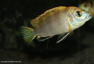 Labidochromis sp. 'perlmutt'